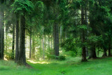 Natural Forest of Spruce Trees, Sunbeams through Fog create mystic Atmosphere