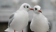 Two Seagulls Standing And Moving In Slow Motion.