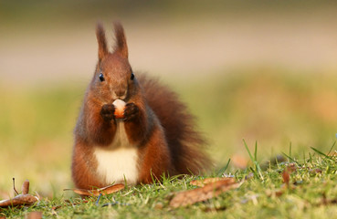 Wall Mural - Red Squirrel (Sciurus vulgaris)