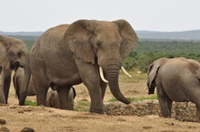 Elephants In The Wild, Eastern Cape, South Africa