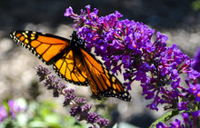  Monarch Butterfly On Butterfly Bush