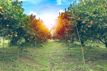 Wall Mural - Orange orchard