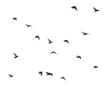 Flock Of Pigeons On A White Background