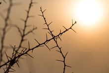 Dry Prickly Plant On The Sunset Background