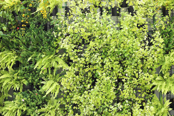 Wall Mural - plant wall, green leaf background.
