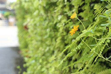 Wall Mural - plant wall, blurred green leave background.