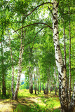 Fototapeta Fototapeta las, drzewa - summer in sunny birch forest