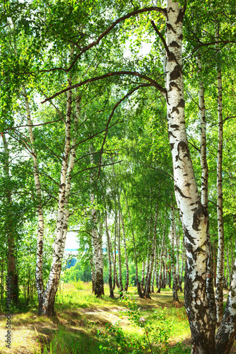 Dekoracja na wymiar  lato-w-slonecznym-lesie-brzozowym