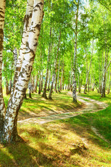 Wall Mural - summer in sunny birch forest