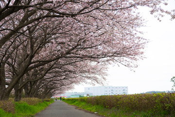 Wall Mural - 日本の桜の風景　権現堂堤