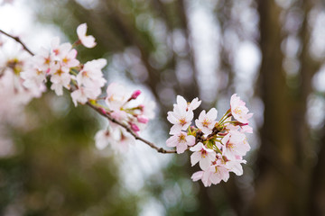 Wall Mural - 日本の桜の風景　権現堂堤