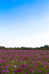 Wall Mural - Cosmos field in Japan