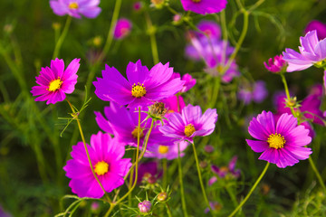 Wall Mural - Cosmos field in Japan