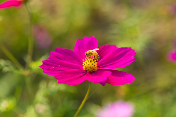 Wall Mural - Cosmos field in Japan