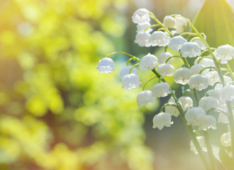 Poster - Spring background with lilies of the valley in drops of water after rain