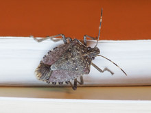 Brown Marmorated Stink Bug Insect Animal Indoor