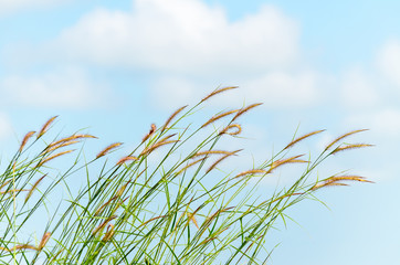 grass  growth near street and blue  sky background