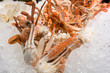 © darkkong - close up of cooked blue crab on ice