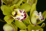 Fototapeta Storczyk - Beautiful orchid - phalaenopsis