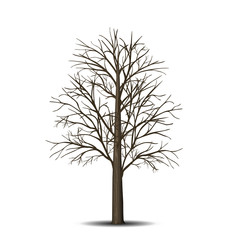 Wall Mural - detached tree without leaves with shadow