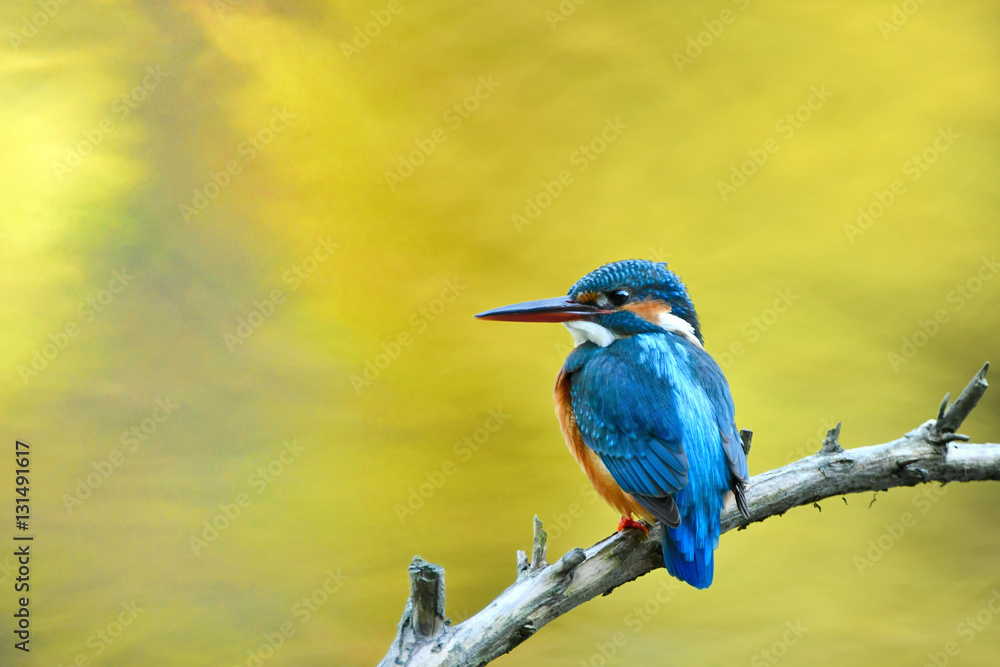 カワセミ及び止まり木 止まり木のカワセミ の Stock フォト | Adobe Stock