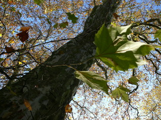 Blätter im Herbst 2