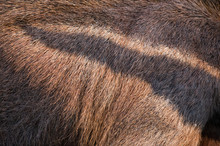 Giant Anteater Pattern Closeup