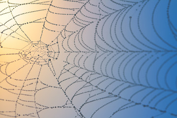 Wall Mural - spider web