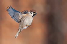 Tree Sparrow In Bright Flight