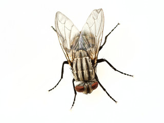 fly isolated on white