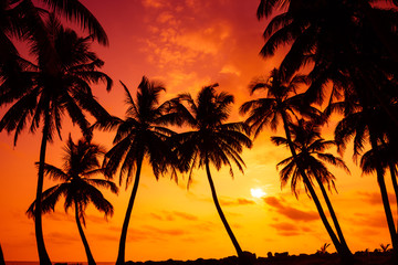 Wall Mural - Tropical beach with palm tress silhouettes at vivid sunset