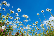 Summer Field With Different Grass And Daisy Flowers Over Blue Sky. View Above From The Ground