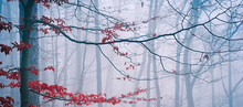 Tree In The Misty Autumn Forest