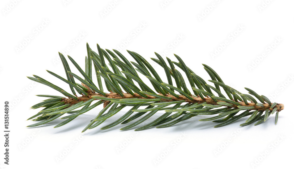 Fichtenzweig Stock Photo