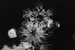 © Alexmar - Extreme closeup of natural snowflakes
