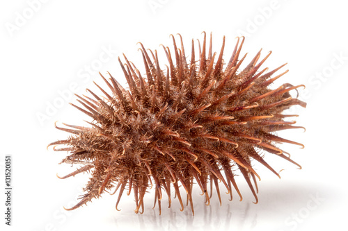 Fotomural dry Xanthium strumarium isolated on white background has medicinal properties