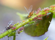 Rubbing Closeup, Pest, Insect Rose To Escape