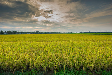 Wall Mural - Rice field at sunset time