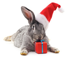 Rabbit In A Christmas Hat.