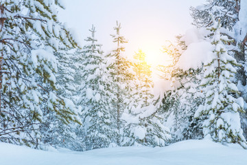 Wall Mural - Winter Forest Landscape -  trees covered big snow