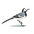 Realistic bird Wagtail on a white background.