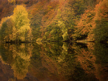 Autumn Forest With Reflection In Lake