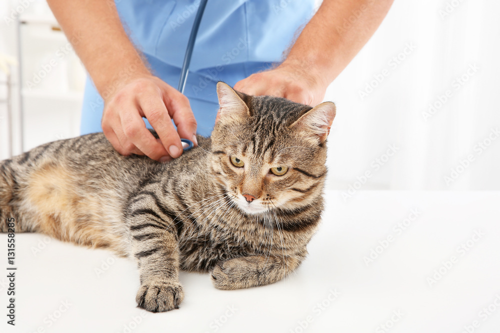Veterinarian examining cat with stethoscope in clinic