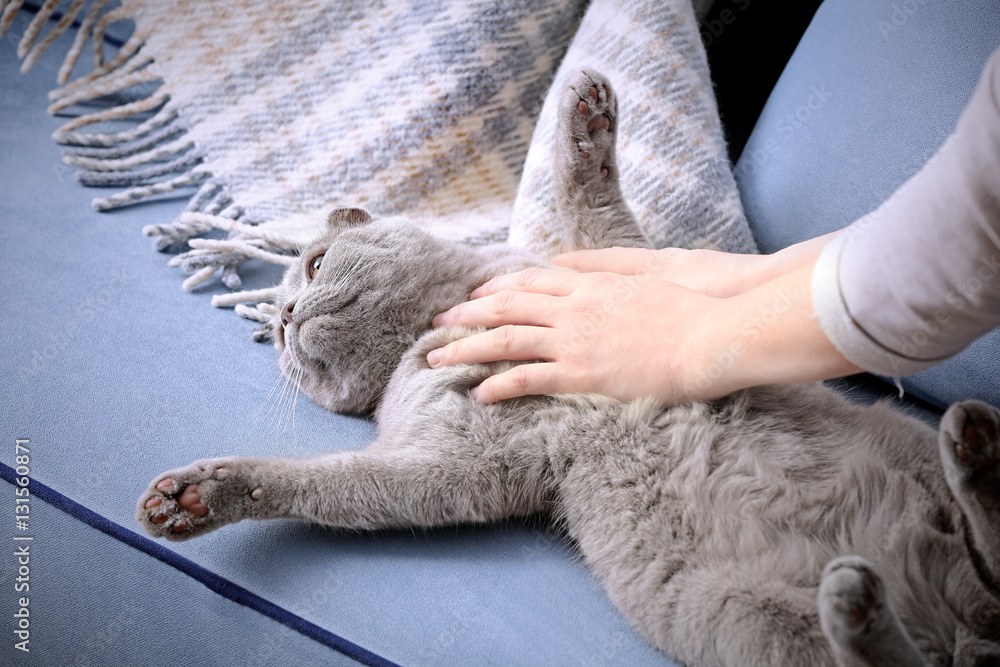 Owner stroking cute cat at home