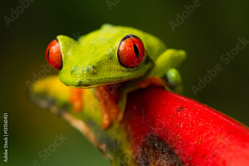 Plakat Red Eye Frog, Kostaryka