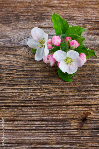 Obraz w ramie Kwitnące owoce jabłkowego drzewa na drewnianym tle