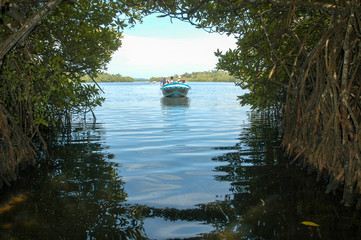 the mangroves of bentota in sri lanka