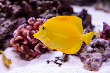 Yellow Tang Fish, Zebrasoma Flavenscens, Is A Saltwater Aquarium Fish That Is Found In The Pacific And Indian Oceans In The Wild