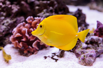 Wall Mural - Yellow tang fish, Zebrasoma flavenscens, is a saltwater aquarium fish that is found in the Pacific and Indian Oceans in the wild