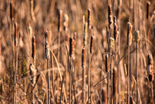 Cattails At A Marsh